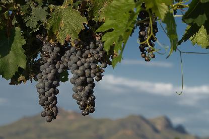 Sonoita Vineyards, AZ