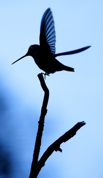 Hummingbird Arizona Daily Star Articel Hummingbirds