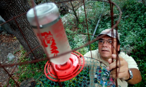 Luis Calvo Chuparosa Inn Madera Canyon Bed Breakfast Hummingbird