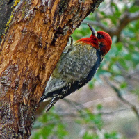 red sapsucker chuparosa inn