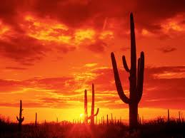 Saguaro_National_park